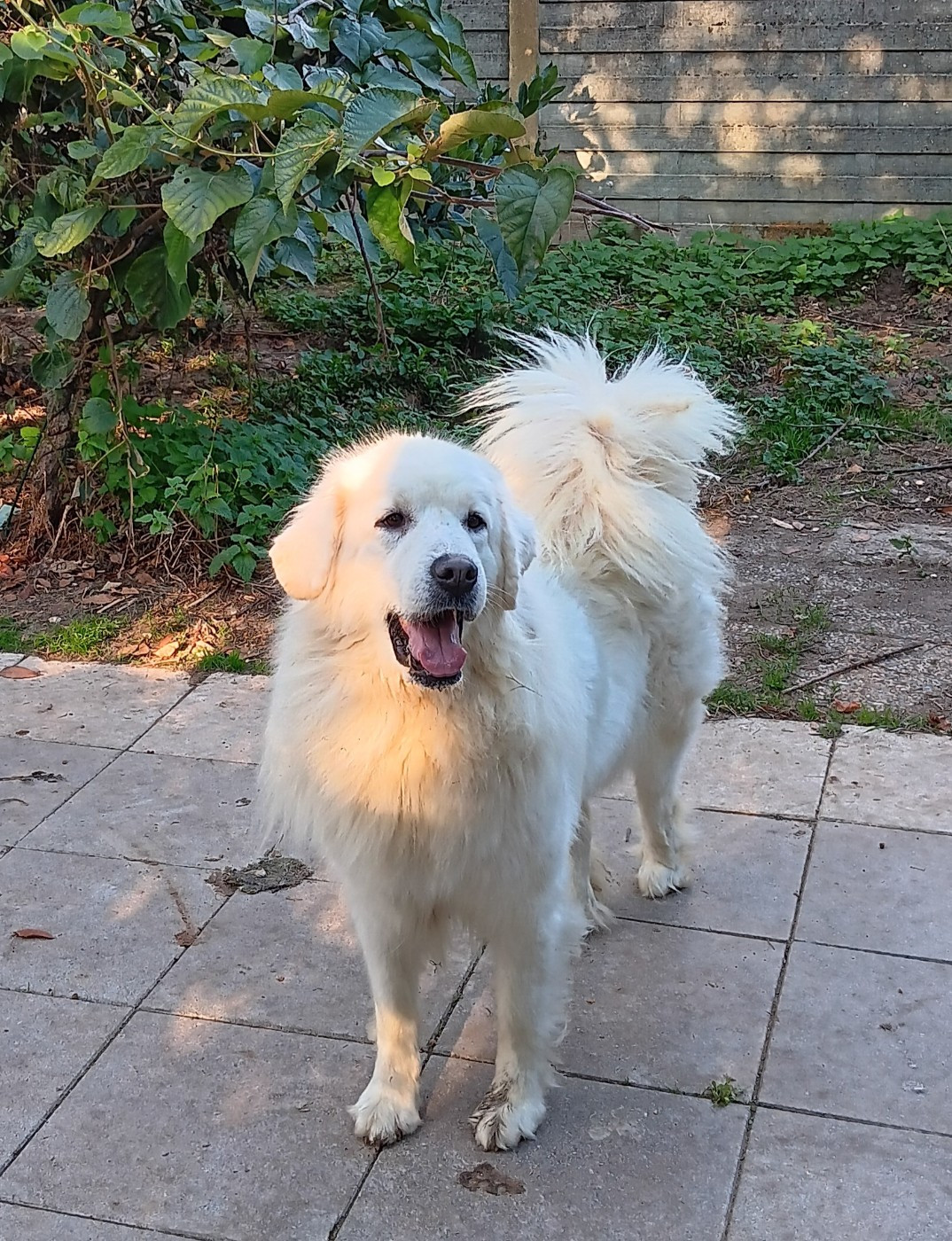 Sniezka spod samotnej limby