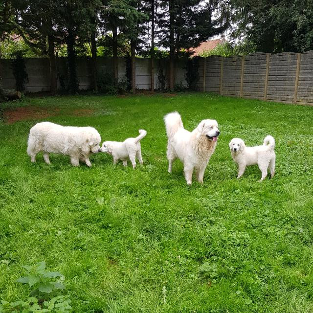Des Princesses D'Hainaut