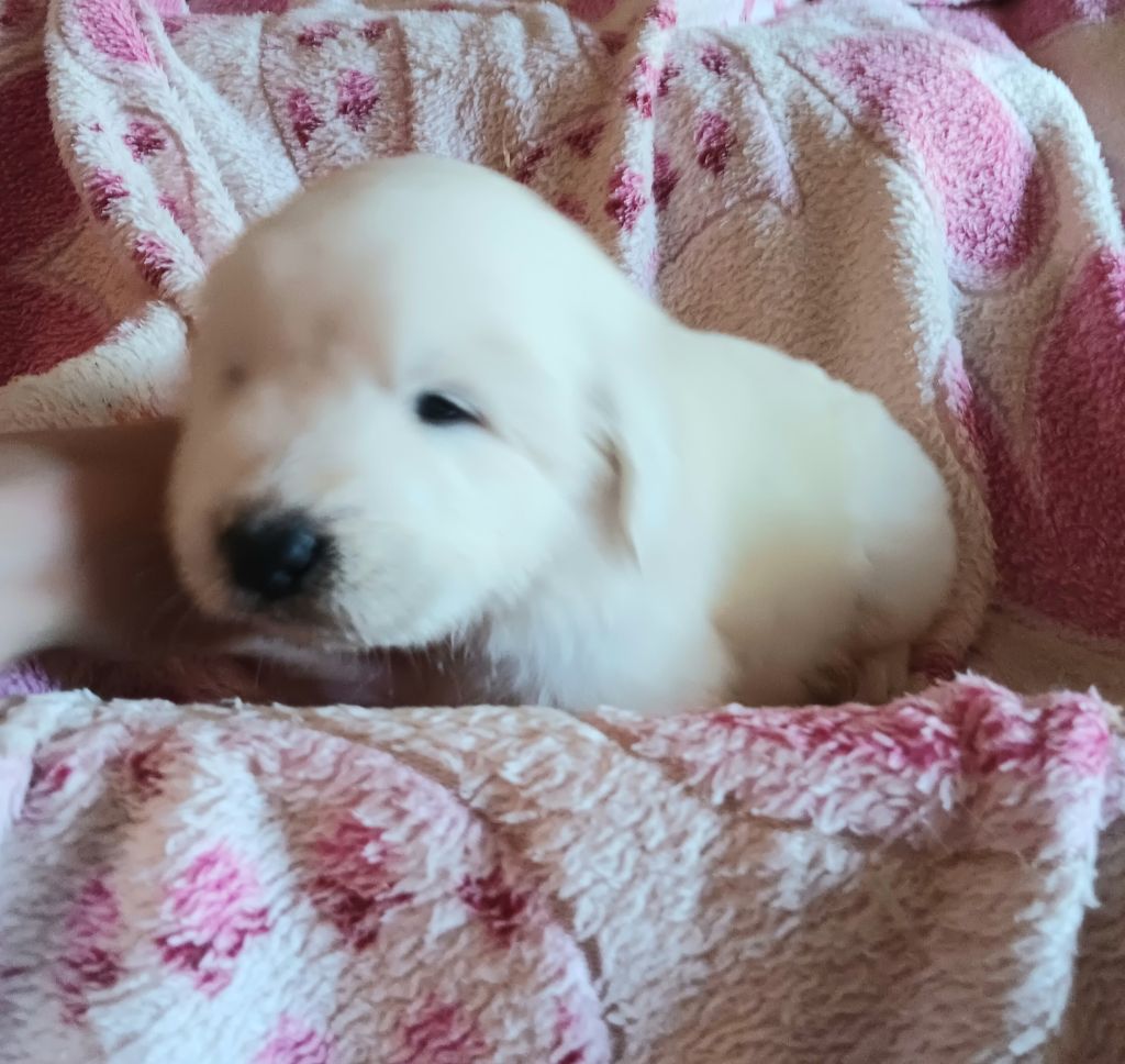 Des Princesses D'Hainaut - Chiots disponibles - Berger de Podhale - Tatra