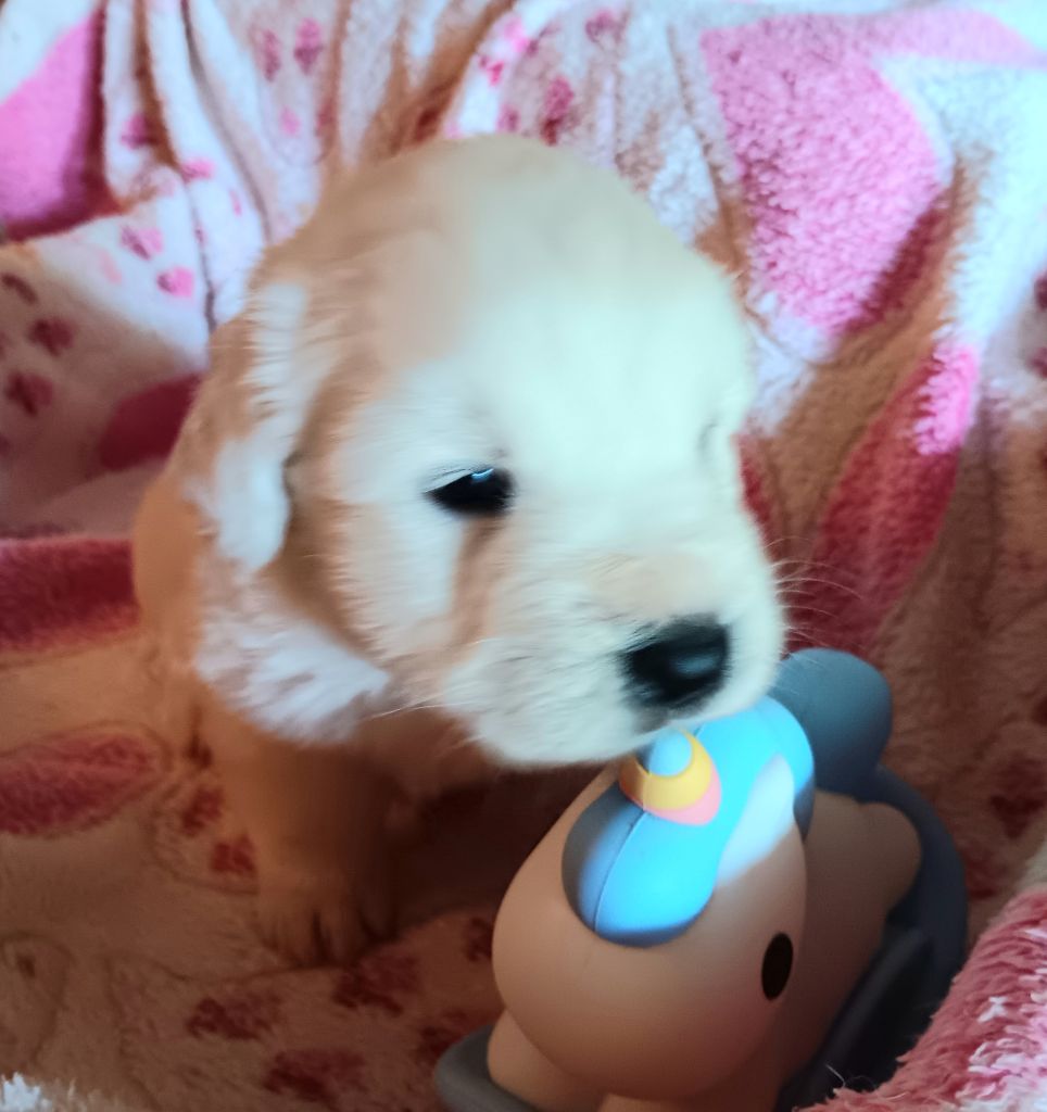 Des Princesses D'Hainaut - Chiots disponibles - Berger de Podhale - Tatra