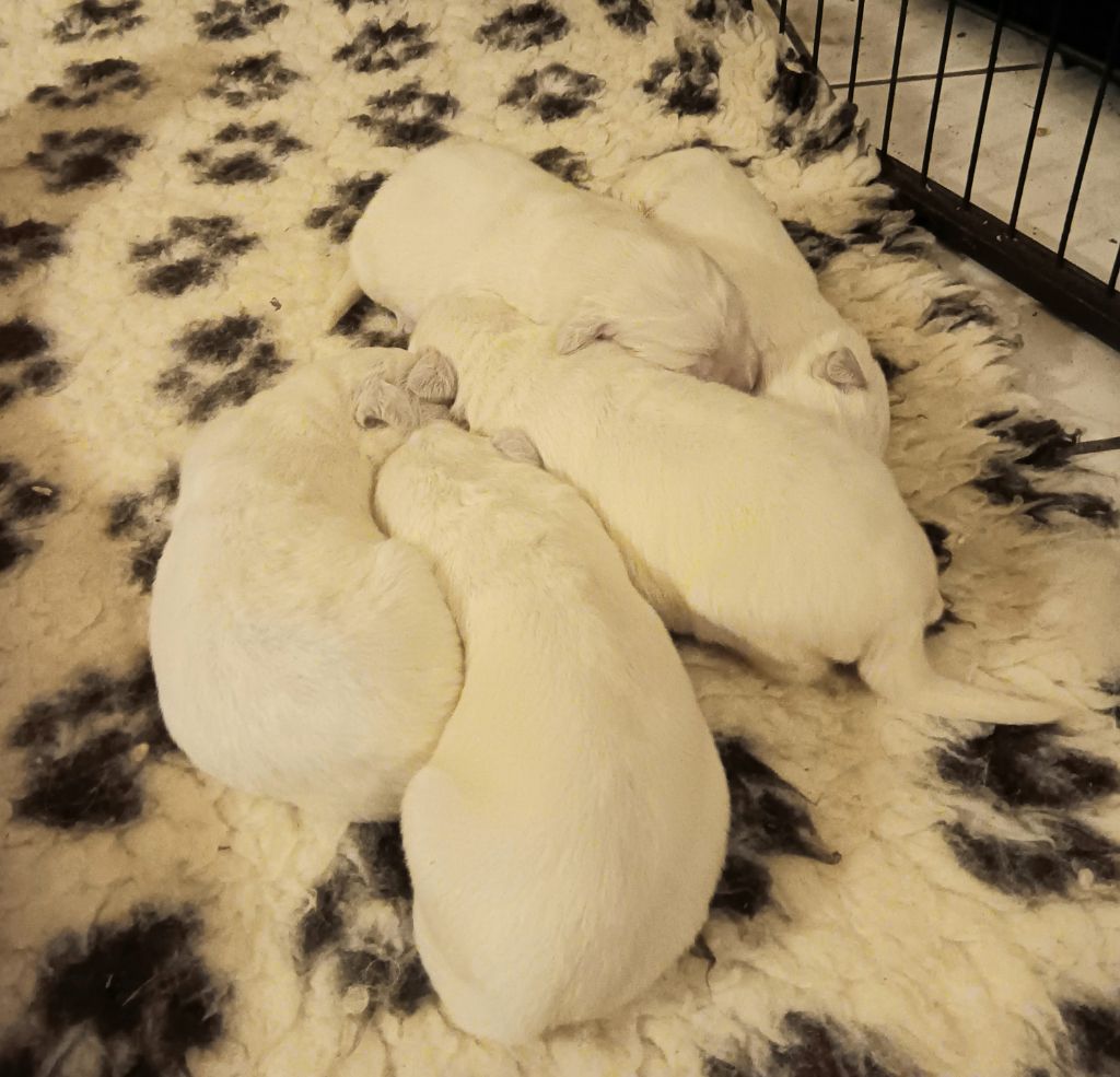 Des Princesses D'Hainaut - Chiots disponibles - Berger de Podhale - Tatra
