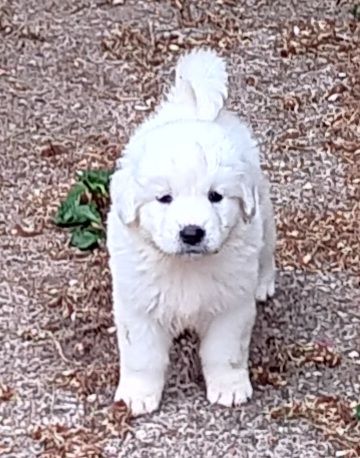 Des Princesses D'Hainaut - Chiots disponibles - Berger de Podhale - Tatra