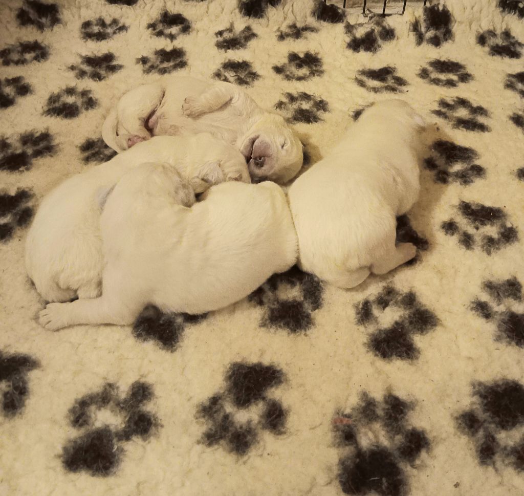 Des Princesses D'Hainaut - Chiots disponibles - Berger de Podhale - Tatra