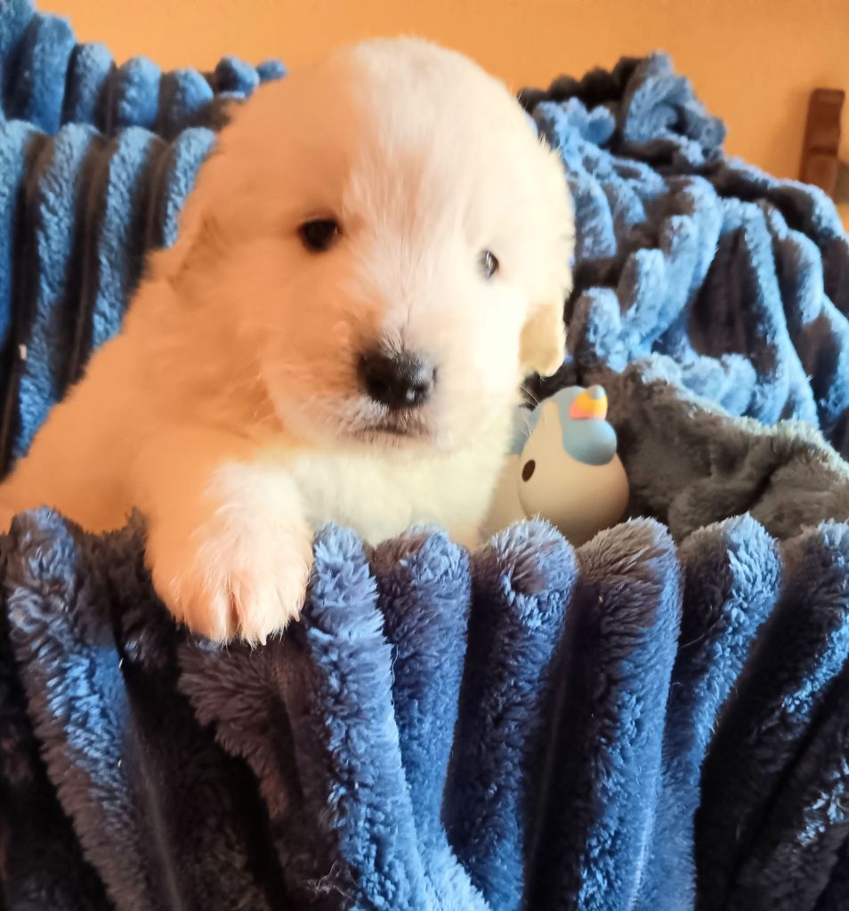 Des Princesses D'Hainaut - Chiots disponibles - Berger de Podhale - Tatra