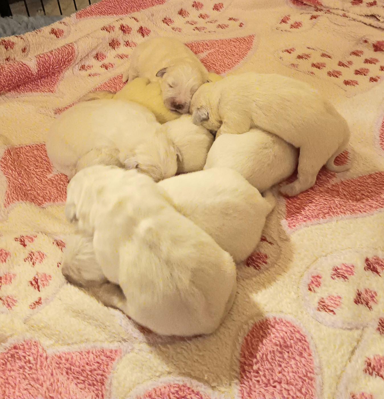 Des Princesses D'Hainaut - Chiots disponibles - Berger de Podhale - Tatra