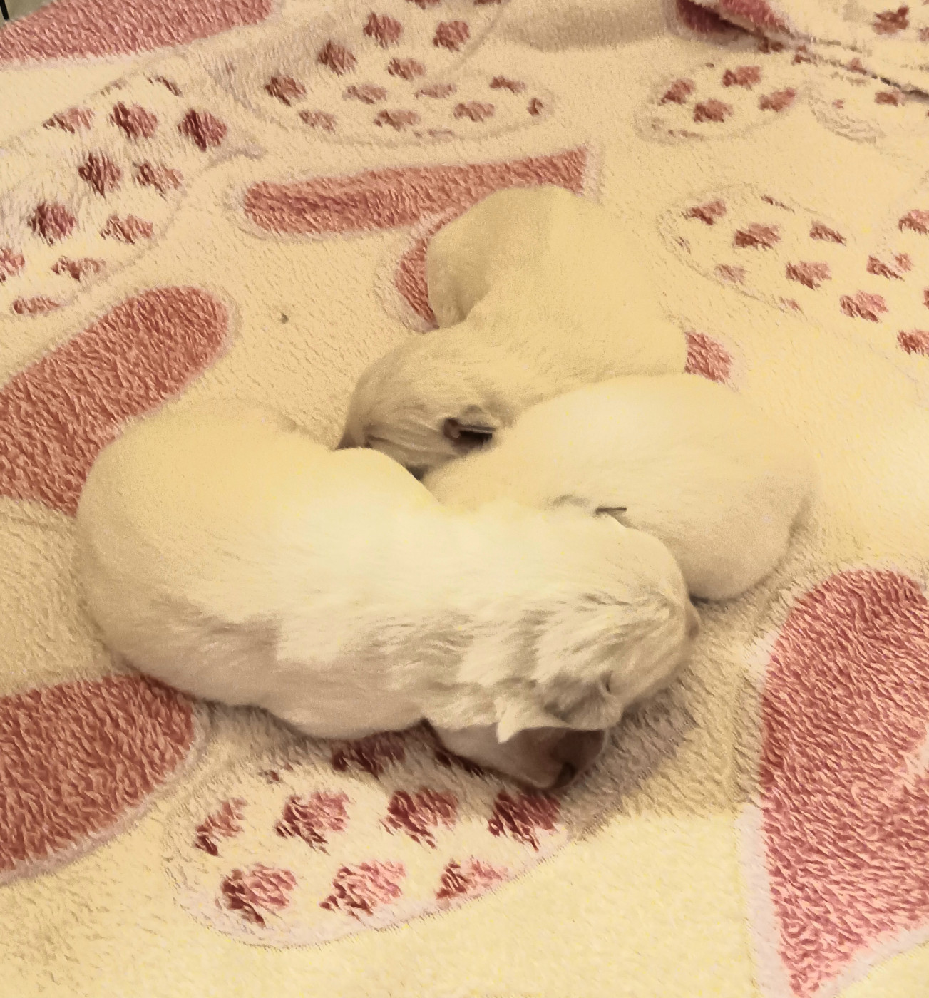 Des Princesses D'Hainaut - Chiots disponibles - Berger de Podhale - Tatra