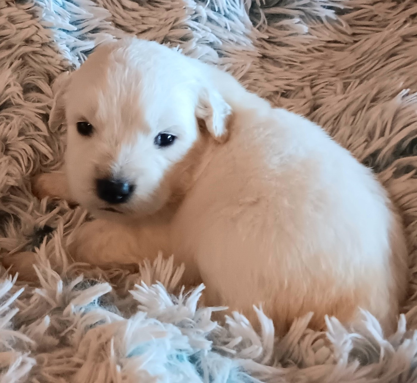 Des Princesses D'Hainaut - Chiots disponibles - Berger de Podhale - Tatra