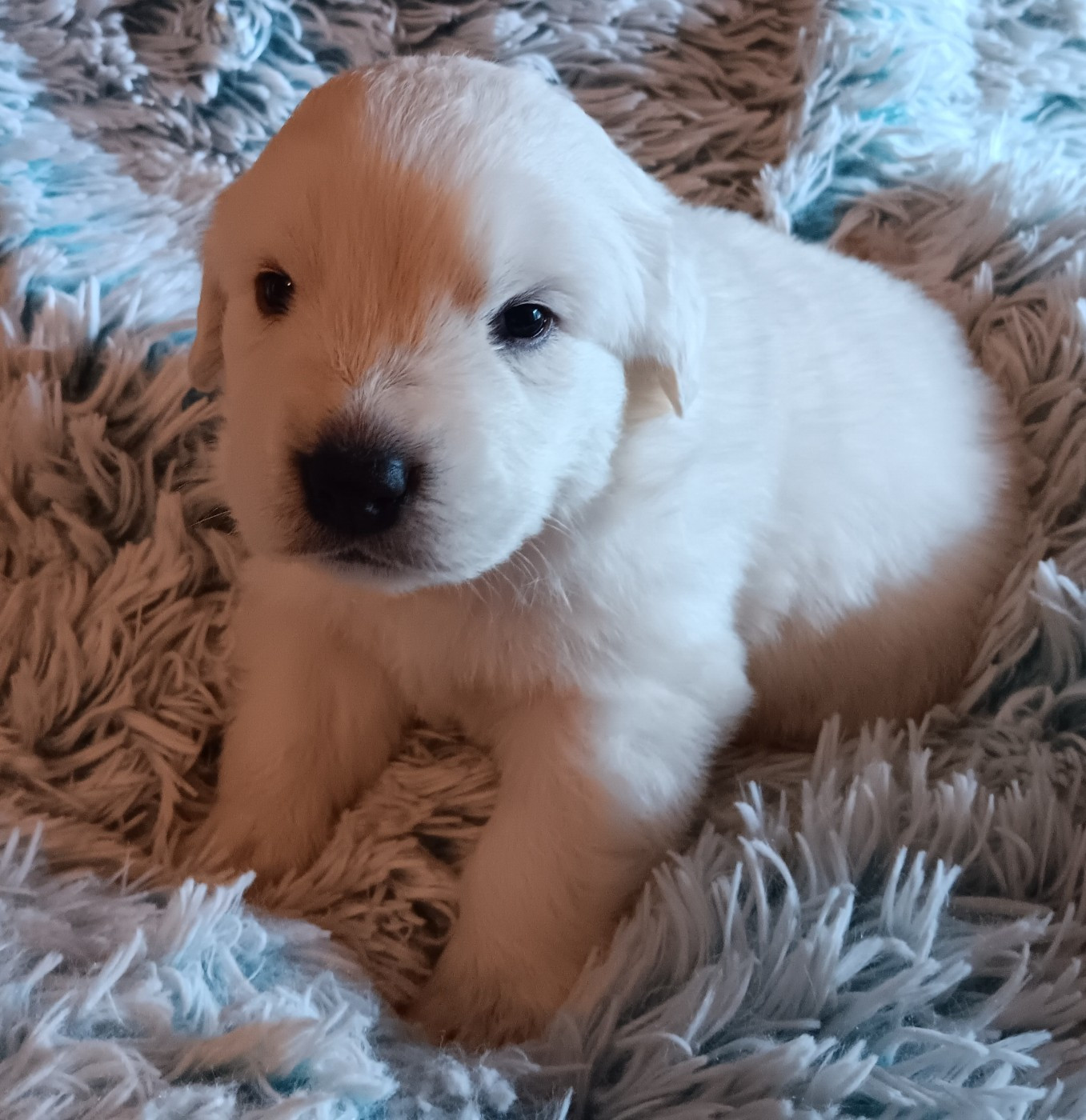 Des Princesses D'Hainaut - Chiots disponibles - Berger de Podhale - Tatra