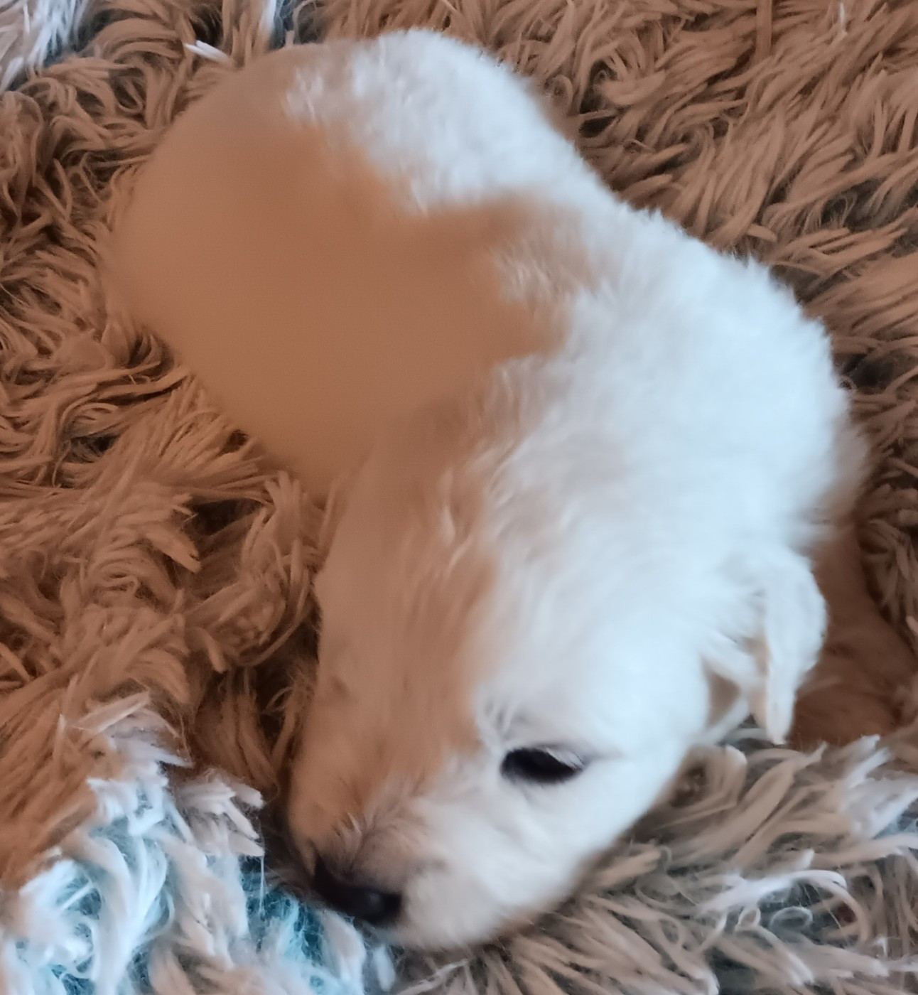 Des Princesses D'Hainaut - Chiots disponibles - Berger de Podhale - Tatra