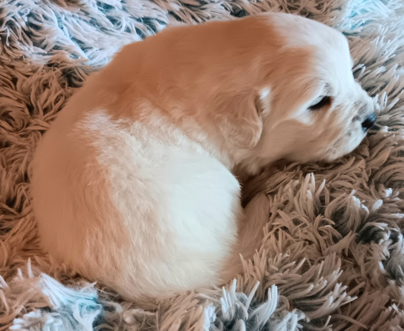 Des Princesses D'Hainaut - Chiots disponibles - Berger de Podhale - Tatra