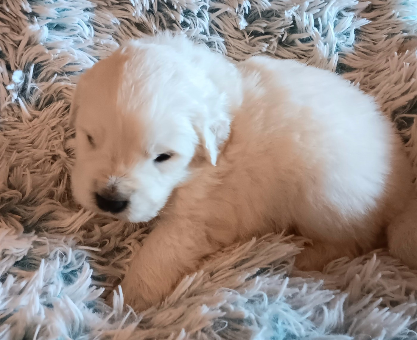 Des Princesses D'Hainaut - Chiots disponibles - Berger de Podhale - Tatra