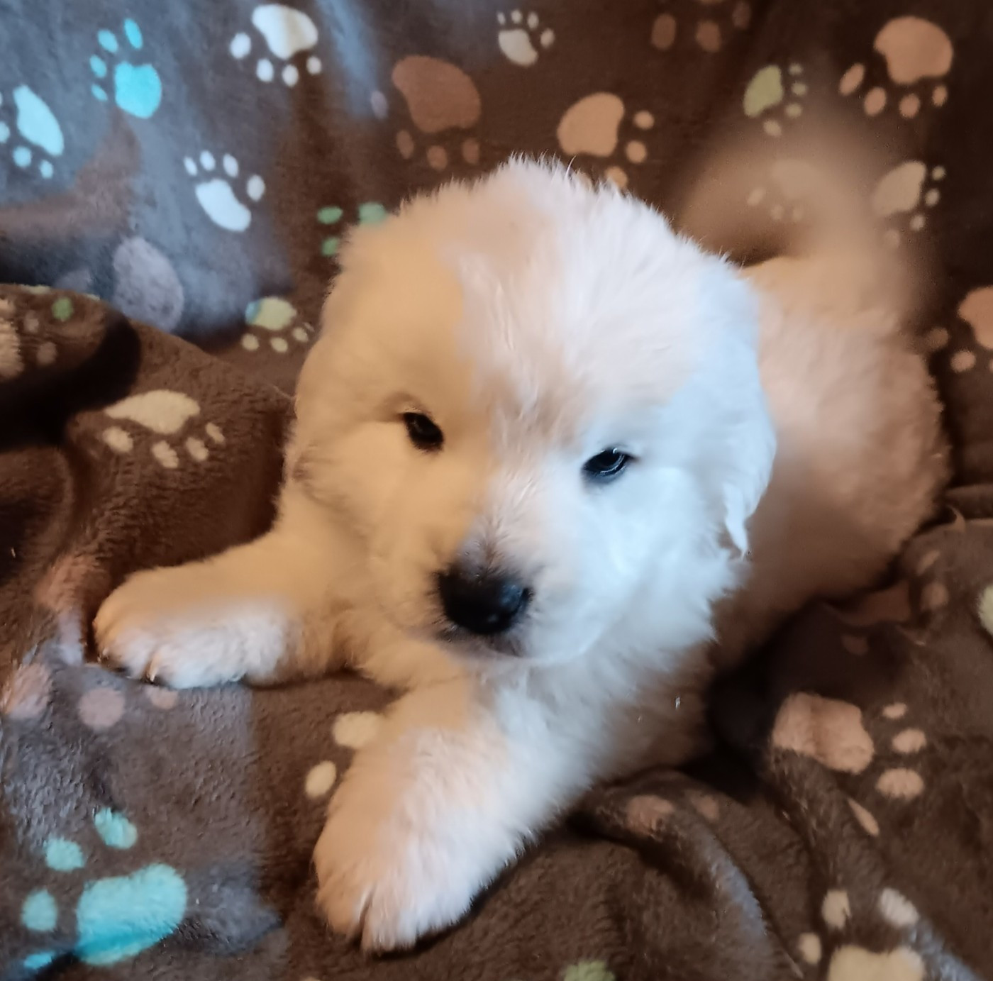 Des Princesses D'Hainaut - Chiots disponibles - Berger de Podhale - Tatra