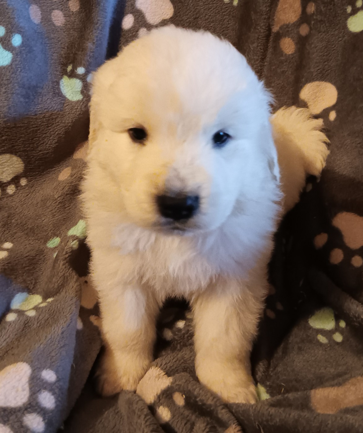 Des Princesses D'Hainaut - Chiots disponibles - Berger de Podhale - Tatra