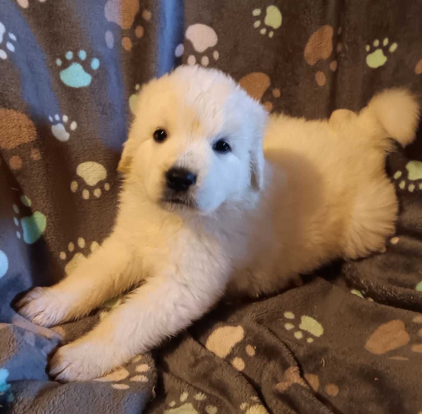 Des Princesses D'Hainaut - Chiots disponibles - Berger de Podhale - Tatra