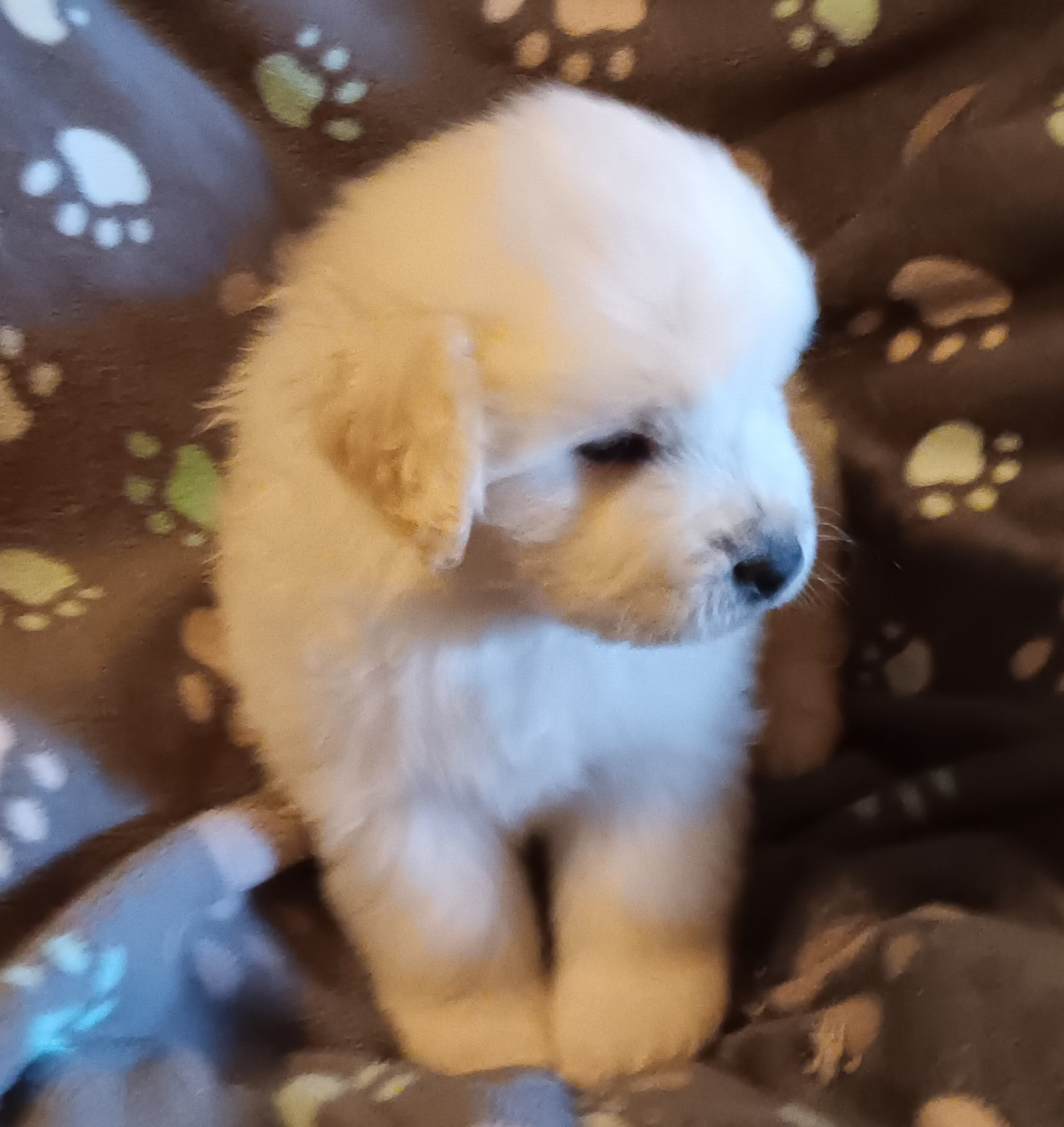 Des Princesses D'Hainaut - Chiots disponibles - Berger de Podhale - Tatra