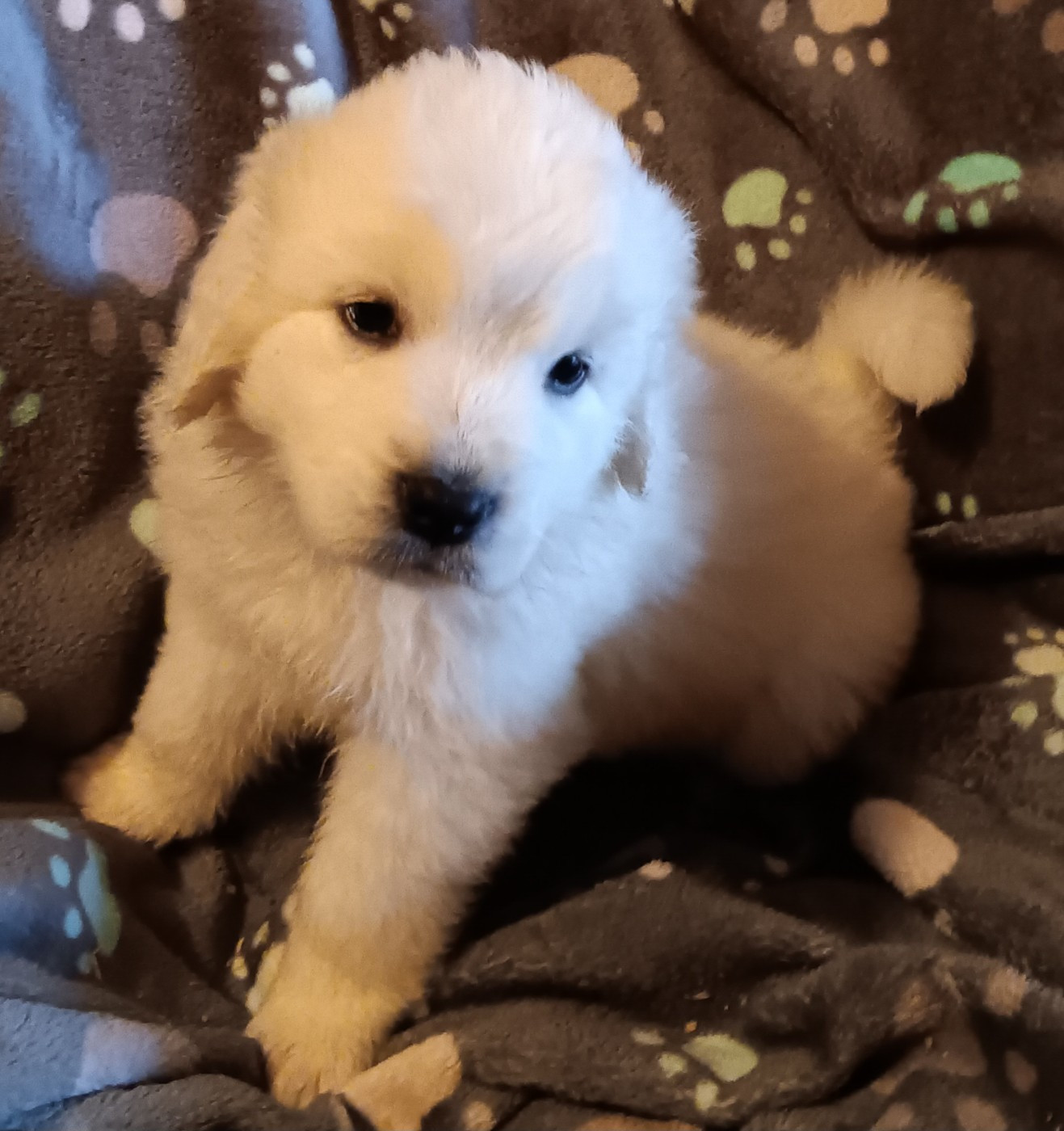 Des Princesses D'Hainaut - Chiots disponibles - Berger de Podhale - Tatra