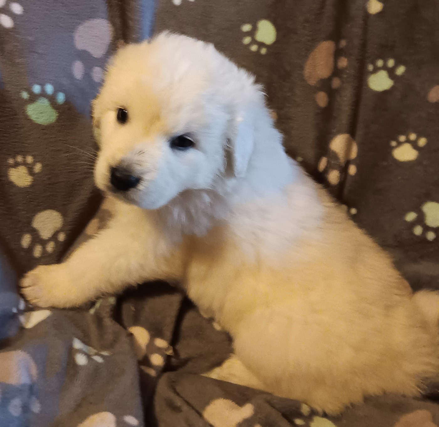 Des Princesses D'Hainaut - Chiots disponibles - Berger de Podhale - Tatra