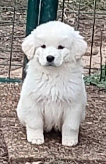 Des Princesses D'Hainaut - Chiots disponibles - Berger de Podhale - Tatra