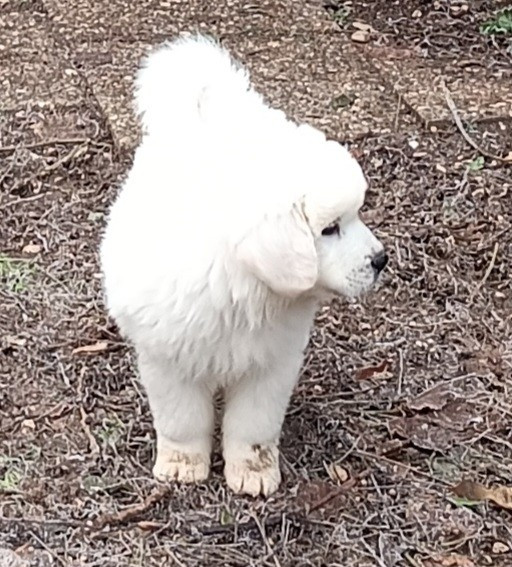 Des Princesses D'Hainaut - Chiots disponibles - Berger de Podhale - Tatra