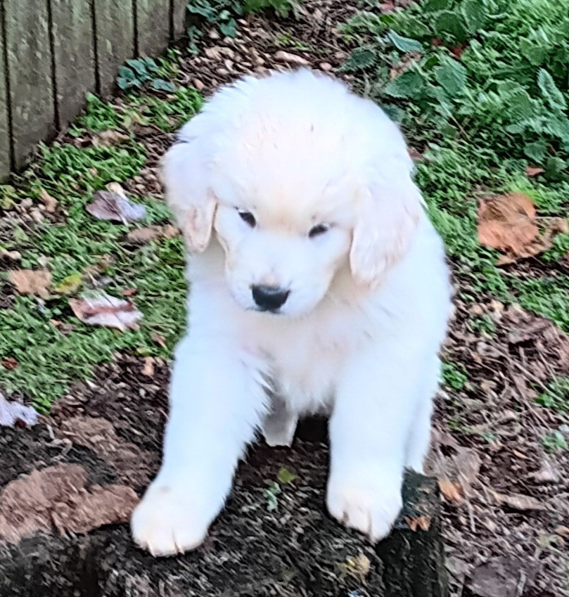 Des Princesses D'Hainaut - Chiots disponibles - Berger de Podhale - Tatra