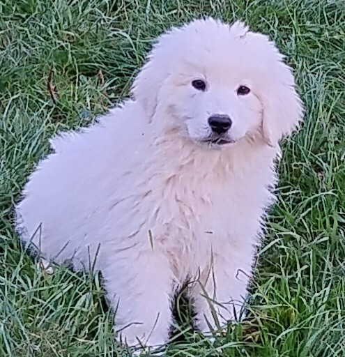 Des Princesses D'Hainaut - Chiots disponibles - Berger de Podhale - Tatra