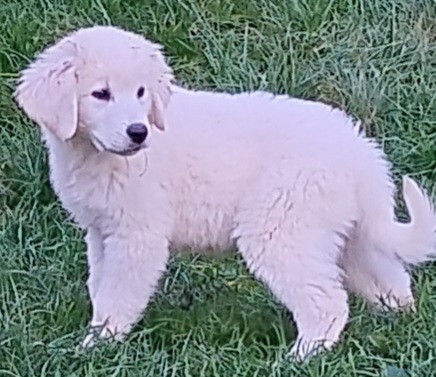 Des Princesses D'Hainaut - Chiots disponibles - Berger de Podhale - Tatra