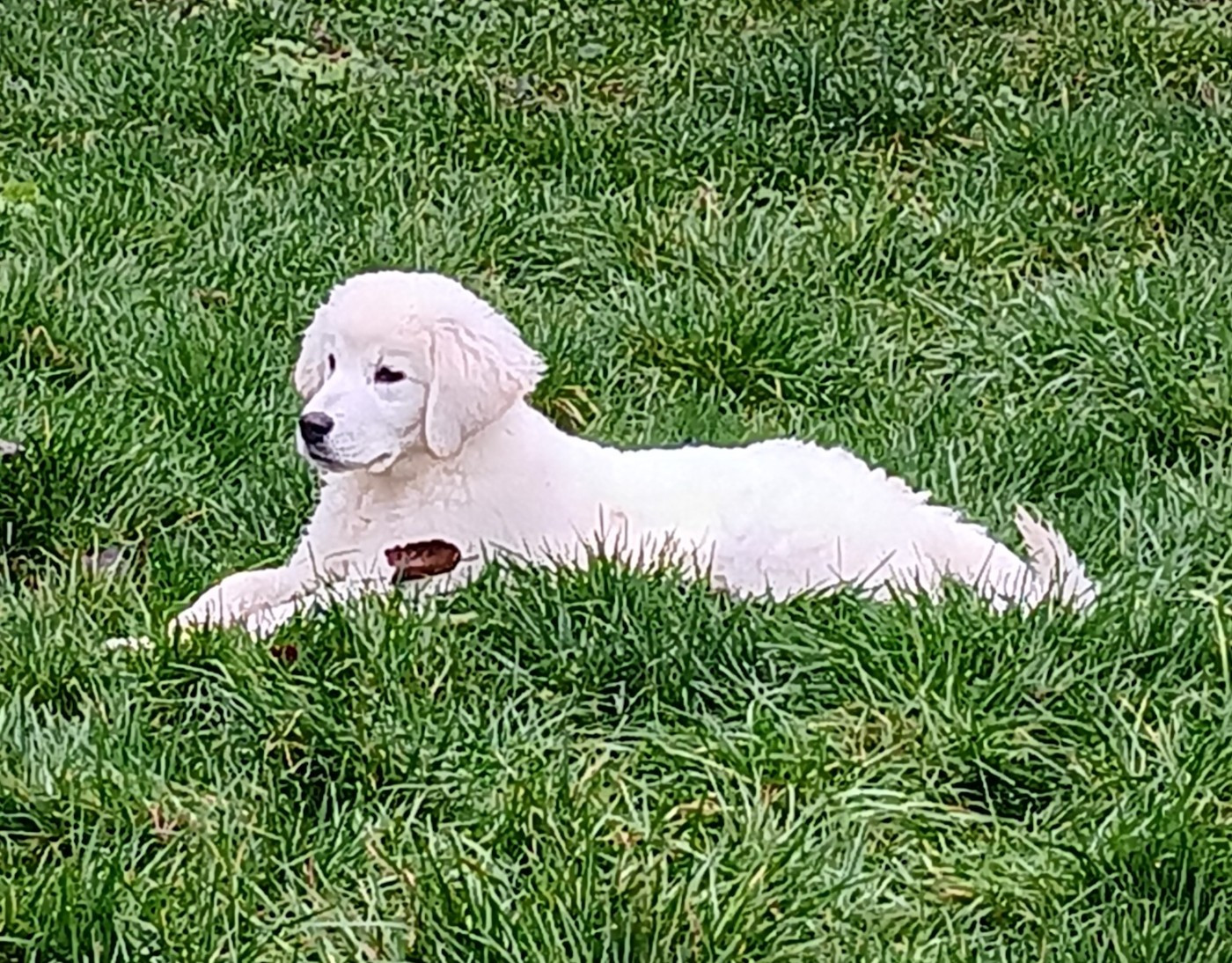 Des Princesses D'Hainaut - Chiots disponibles - Berger de Podhale - Tatra