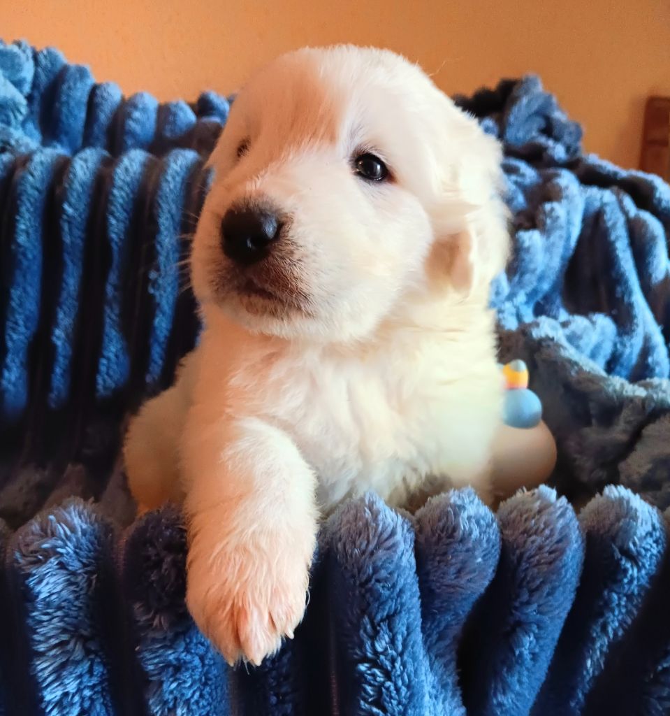 Des Princesses D'Hainaut - Chiots disponibles - Berger de Podhale - Tatra