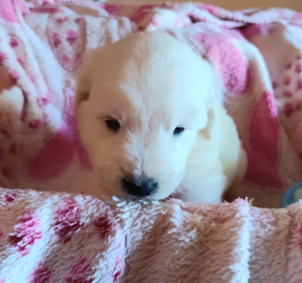 Des Princesses D'Hainaut - Chiots disponibles - Berger de Podhale - Tatra