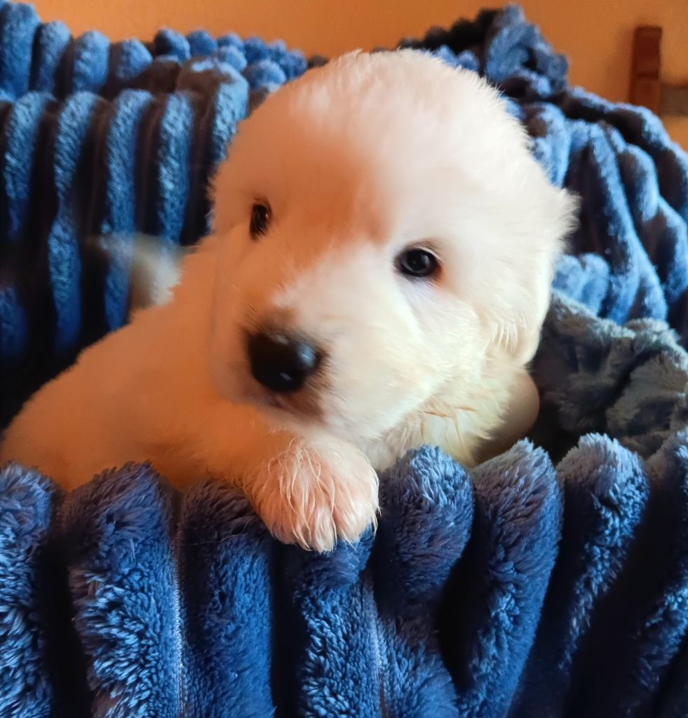Des Princesses D'Hainaut - Chiots disponibles - Berger de Podhale - Tatra