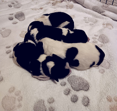 CHIOT 1
