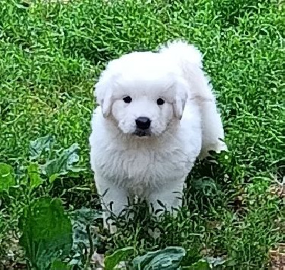 CHIOT 3