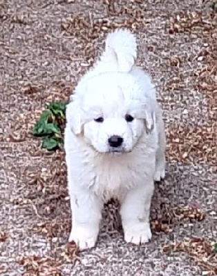 CHIOT 2