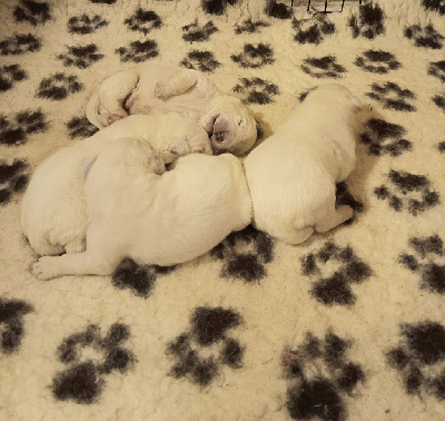 CHIOT 2