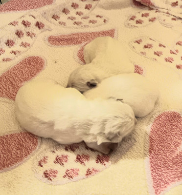 CHIOT 2