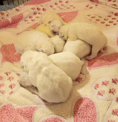 CHIOT 5