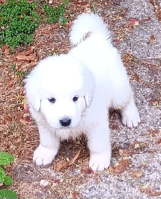 CHIOT 1