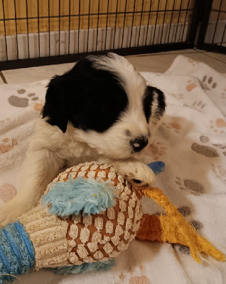 CHIOT 3
