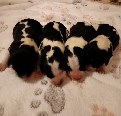 CHIOT 1