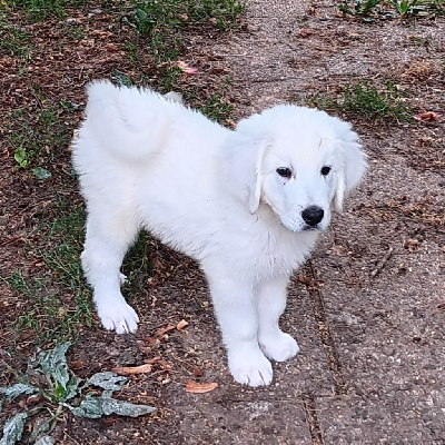 CHIOT 9