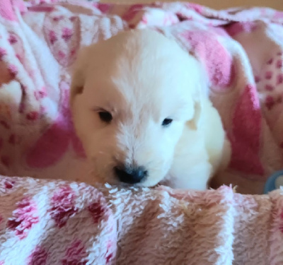 CHIOT 8