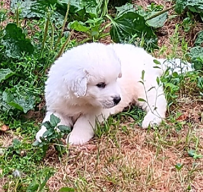CHIOT 5