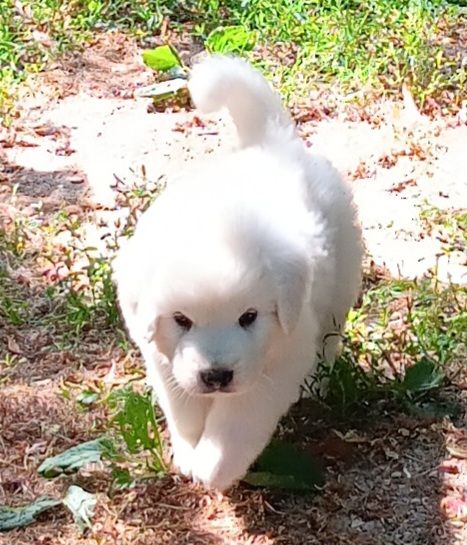 Des Princesses D'Hainaut - Chiots disponibles - Berger de Podhale - Tatra