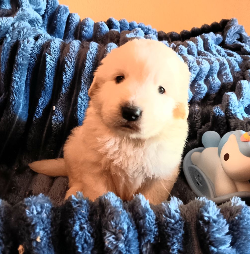 Des Princesses D'Hainaut - Chiots disponibles - Berger de Podhale - Tatra