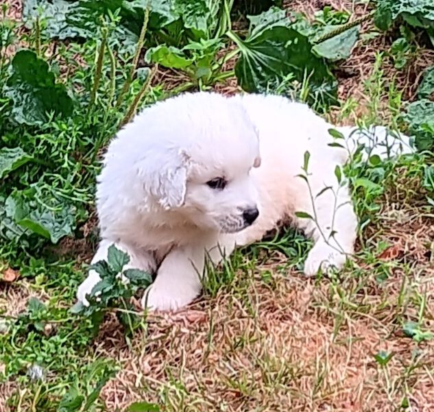 Des Princesses D'Hainaut - Chiots disponibles - Berger de Podhale - Tatra