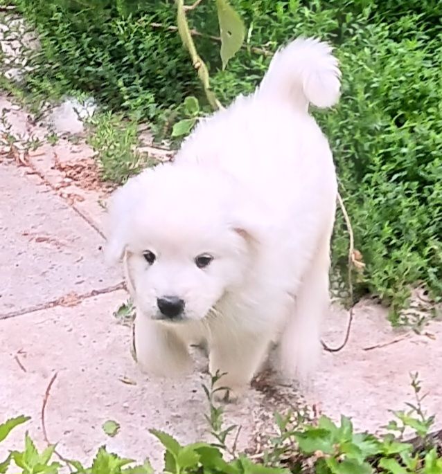 Des Princesses D'Hainaut - Chiots disponibles - Berger de Podhale - Tatra